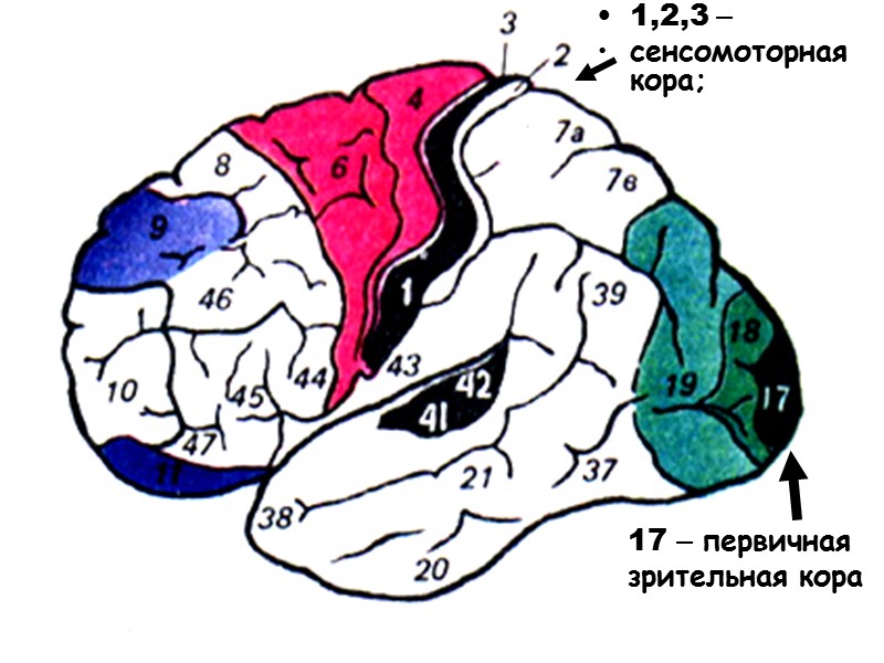 1,2,3 –  сенсомоторная кора;  17 – первичная  зрительная кора